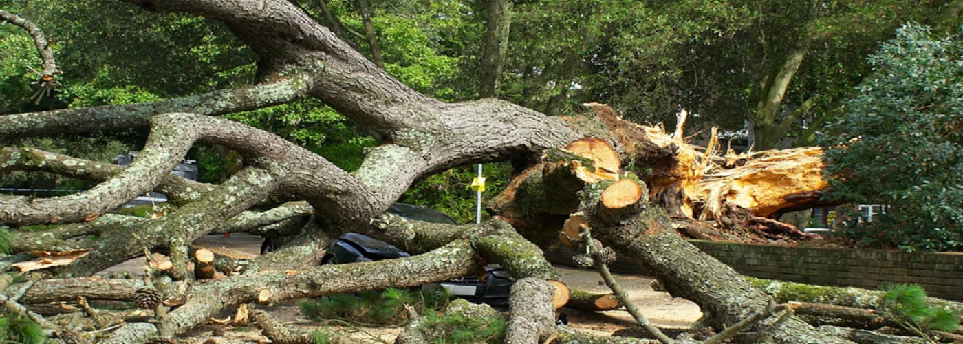 Featured Image for American Tree and Lawn Care